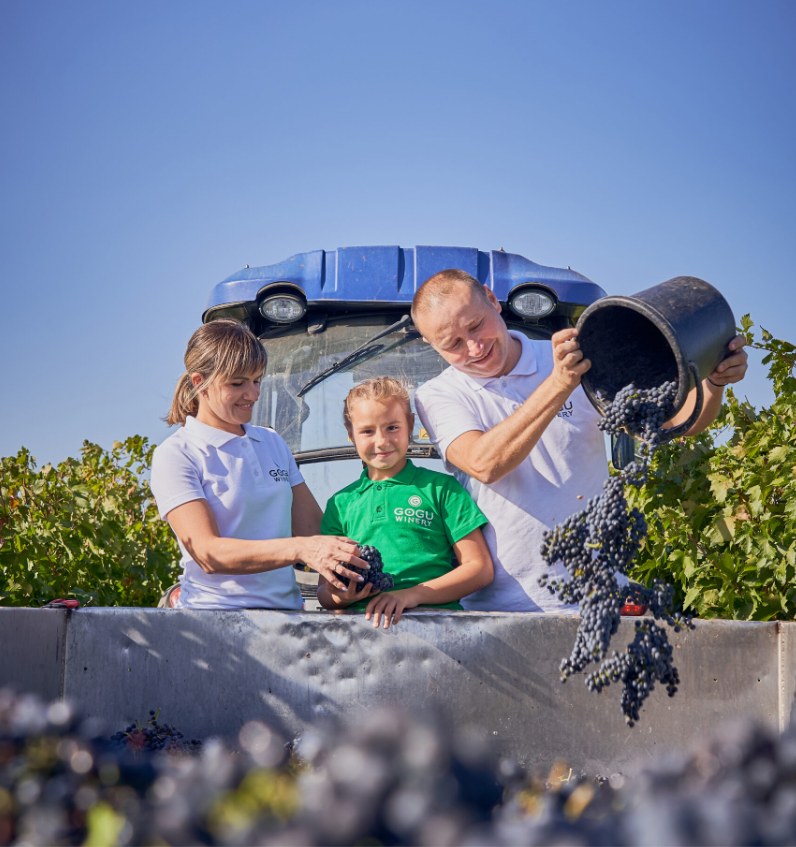 Ilie Gogu — winemaker